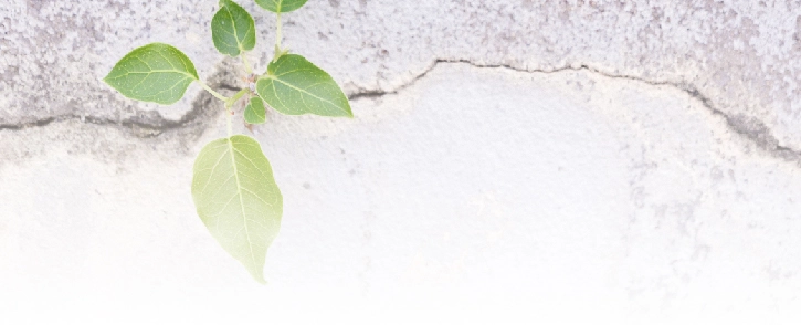 background image for homepage