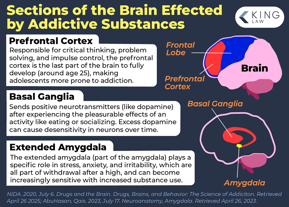 Infographic showing areas of the brain impacted by addictive substances like ultra-processed foods and how they are impacted.