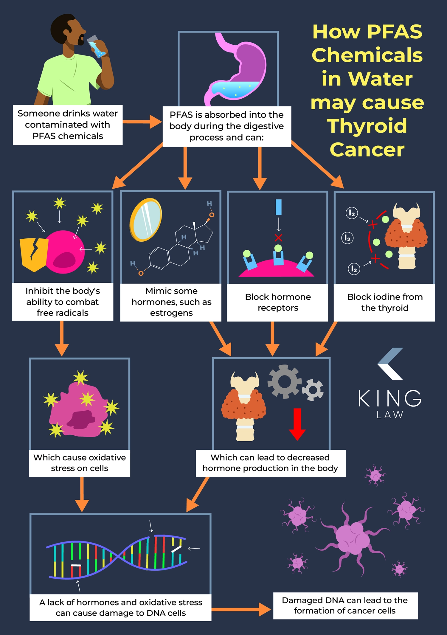 Infographic diagraming how PFAS chemicals found in drinking water can cause thyroid cancer in people.