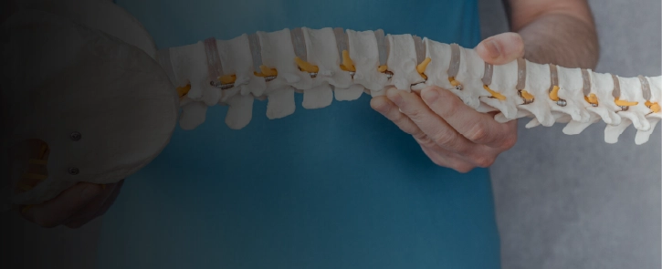 A young male nurse holds a model of the human spine.