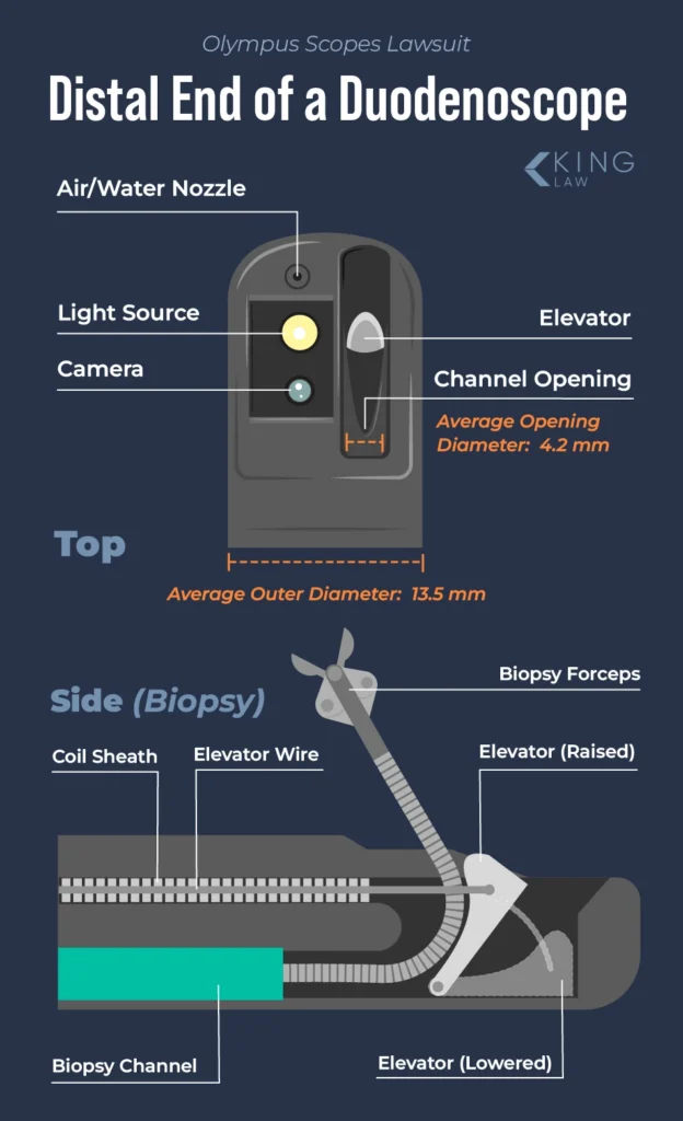 Graphic drawing of the distal end of a duodenoscope highlighting the main components of the device.
